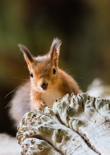 red squirrel